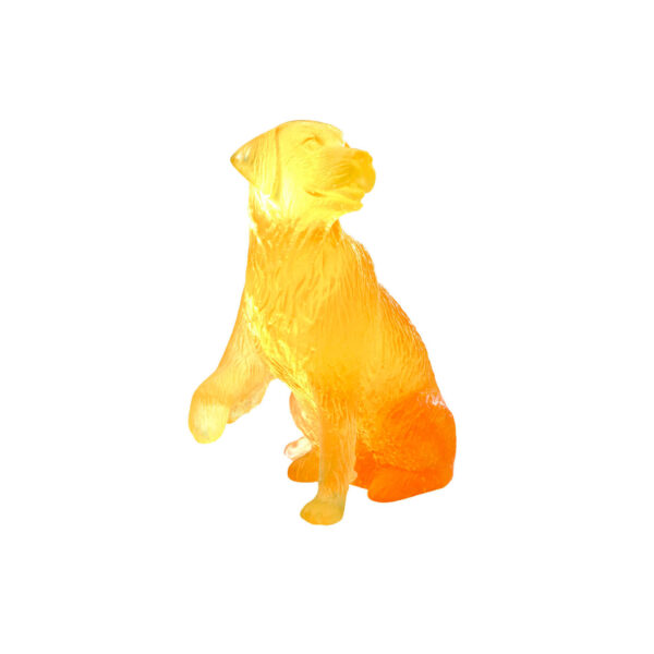 Golden Retriever Daum