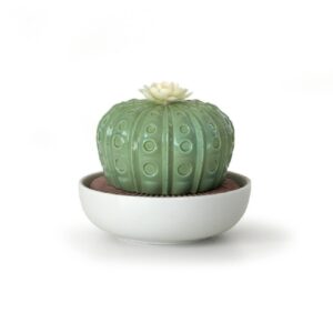 Astrophytym Cactus Night Approaches Lladró